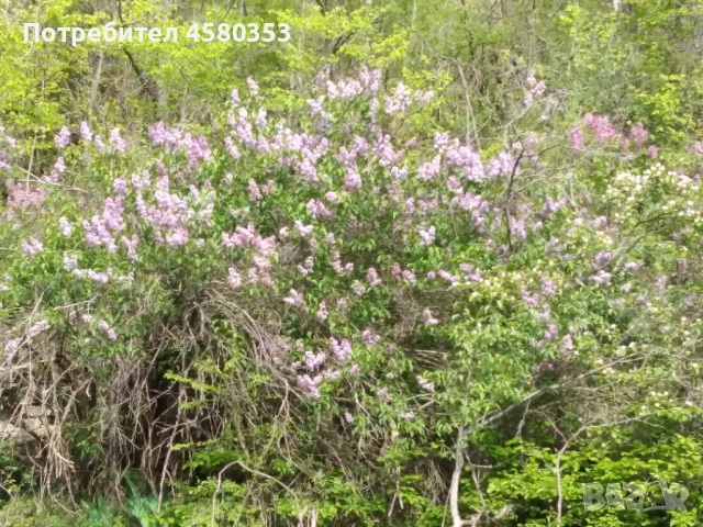 Парцел с ВИЗА, УПИ в регулация с.Комщица, снимка 8 - Парцели - 51545848