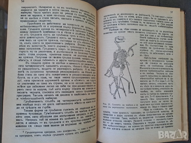 Стара книга Произходъ на човека Проф.М.А.Гремяцки, снимка 4 - Антикварни и старинни предмети - 42402753