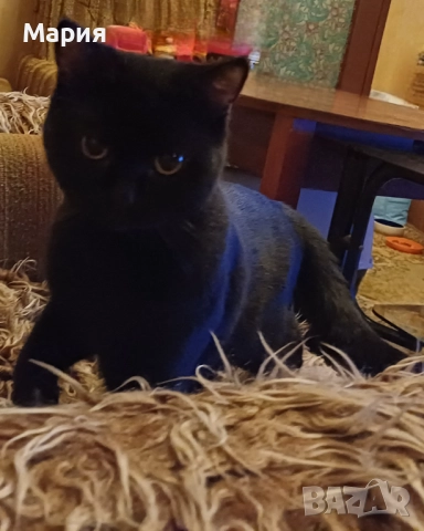 Черни британски котенца , снимка 4 - Британска късокосместа - 50832276
