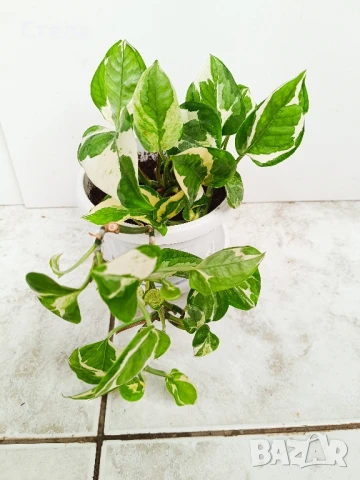 Сциндапсус, Индрише, Бенджамин и други стайни цветя , снимка 4 - Стайни растения - 48091125