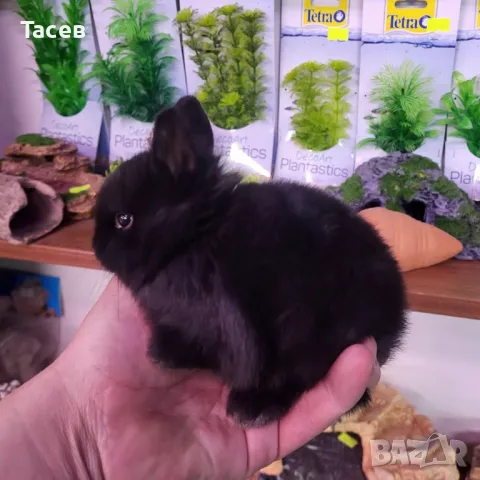 Мини зайчета