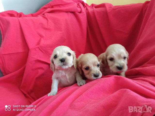 Кокер шпаньол , снимка 2 - Кокер шпаньол - 53471232