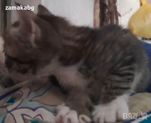 Вземете своето малко котенце подарък, снимка 9 - Други - 55876205