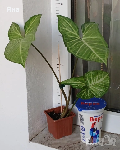 Сингониум - Пеперуда, снимка 2 - Стайни растения - 50637897