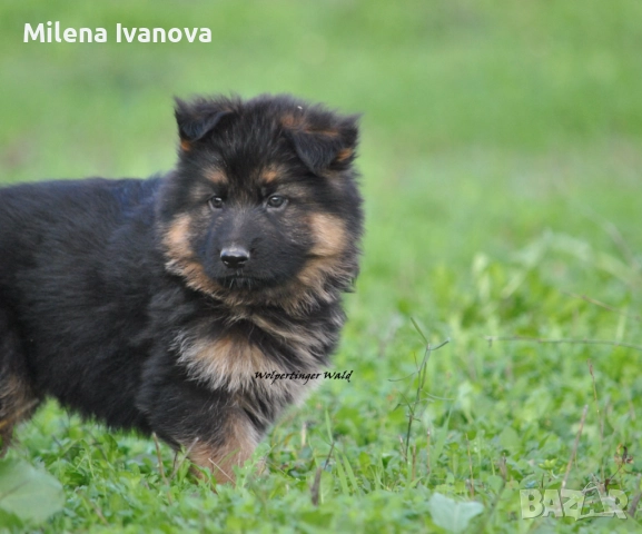 Мъжки немски овчарки с ДЪЛЪГ косъм , снимка 5 - Немска овчарка - 52510345