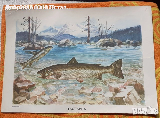 стар постери: червена шапчица и Снежанка и седемте джуджета, Глухарче Круша Лайка Липа Муха Пчела , снимка 9 - Други - 36985288