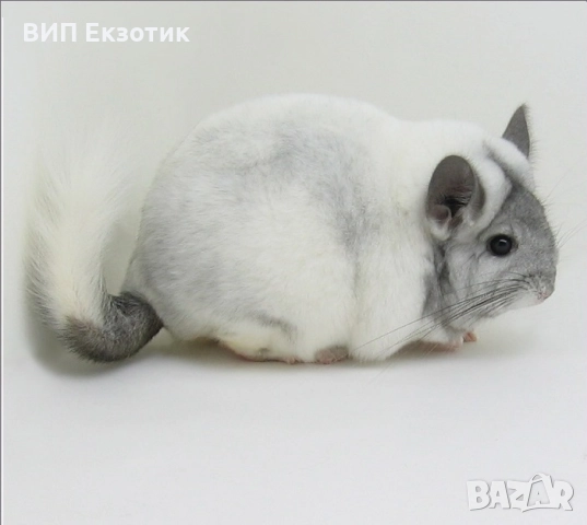 ПРОДАВА ЧИНЧИЛА