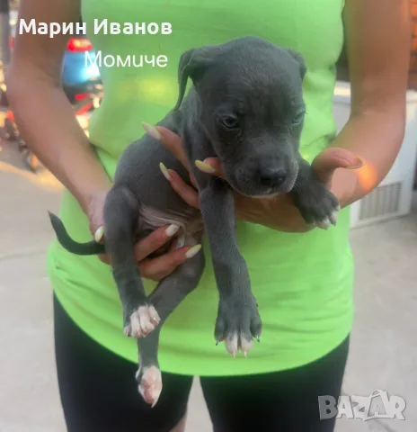 Сини питбулчета 3 момичета и 1 момче., снимка 2 - Питбул - 55781532