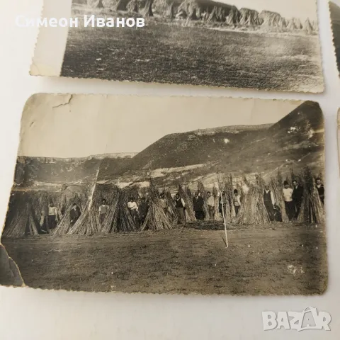 Стари снимки отглеждане на коноп гръсници гръсти   В0149  , снимка 3 - Други ценни предмети - 48694603