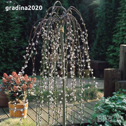    Плачеща върба (Salix caprea 'Kilmarnock')