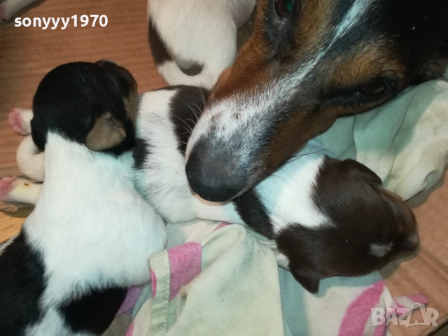 ДЖАК РЪСЕЛ-250ЛВ ЗА СЛАДКО КУТРЕ ПО ИЗБОР 2508251815, снимка 14 - Джак ръсел териер - 51486615