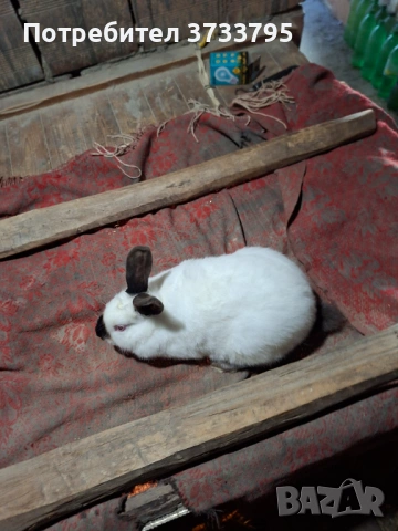 Калифорнийски зайци, снимка 3 - Други - 52656232