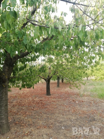 Продавам дворно място / овощна градина в с. Калипетрово, снимка 9 - Земеделска земя - 51641551