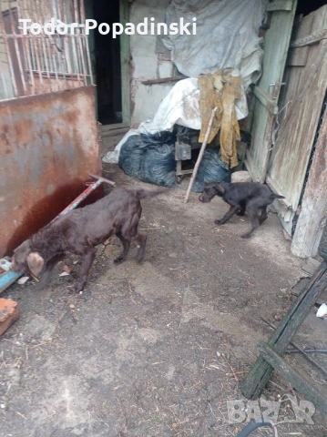 Куче дратхар срешно, снимка 6 - Дратхаар - 53128897