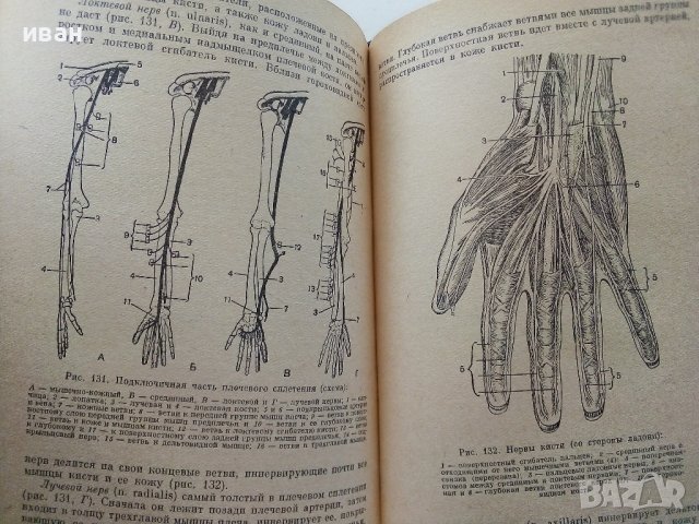 Анатомия Человека - М.Курепикина,Г.Воккен - 1963г. , снимка 5 - Специализирана литература - 39010401