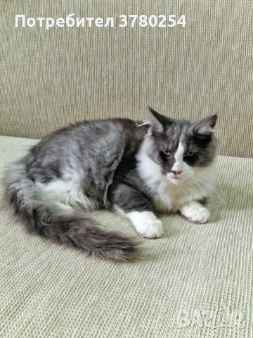 Мейн Кун , снимка 4 - Мейн кун - 52314032