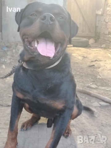 Ротвайлер, снимка 1