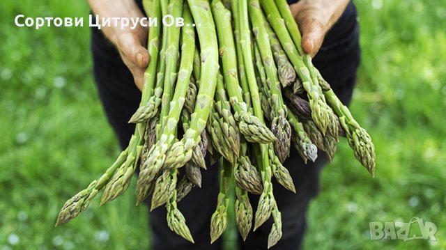 Аспержи Asparagus