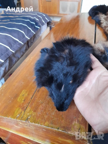 Стара кожа,яка от лисица #3, снимка 2 - Други ценни предмети - 53512540