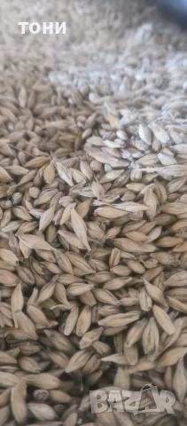 Ечемик пшеница