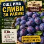 Сливи за ферментация/ракия/, снимка 1