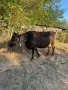 Продавам 2 крави, снимка 3