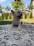 Френски булдог Lilac fawn , снимка 7