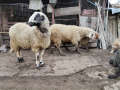 Дзвиздак си търси стадо, снимка 1 - Овце - 44611717