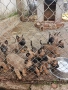 продам белгийски овчарки малиноа , снимка 3
