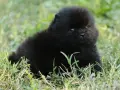 Померан Померанче черно, снимка 2