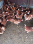 продавам кокошки носачки ломан браун, снимка 1 - Кокошки и пуйки - 44414936