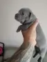 Топ Американско були покет American bully , снимка 10