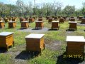 Кошери за пчели, с и без магазини, снимка 2