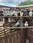 Продавам гълъби, снимка 8