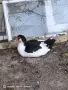 Неми патици юрдечки. , снимка 3