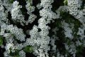 Спирея Тунберги, SPIRAEA THUNBERGII , снимка 3