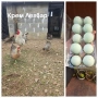 Оплодени яйца Брезе, Австралорп, Черен мед Маран и Крем Легбар, снимка 3