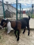  🐐 Продавам мъжки англо-нубийски ярета, снимка 9