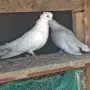 Продавам пернишки гълъби, снимка 4