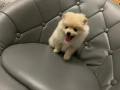 Померан, снимка 2