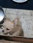 чихуахуа момче дългокосместо, снимка 2