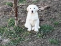 Алабай , снимка 2