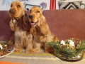 кокер шпаньол чистокръвно момче , снимка 5
