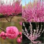 Японска Слива- Prunus triloba Студоустойчива, снимка 3