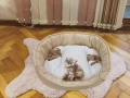 легла за домашни любимци , снимка 16