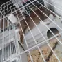 Декоративно зайче , снимка 3