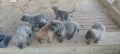 Cane Corso Italiano, снимка 7