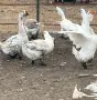 Продавам Холмогорски гъски , снимка 2