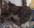 Вземете своето малко котенце подарък, снимка 9