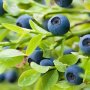 Вечно зелена боровинка - Съншайн Блу Blueberry Sunshine blue, снимка 1 - Разсади - 32648756